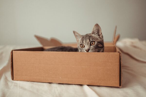 El gato se sienta en un cartón