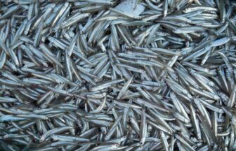 Many fresh smelts Baltic fish closeup