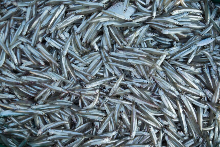 Many fresh smelts Baltic fish closeup