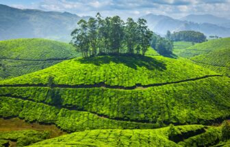 Green tea plantations in India
