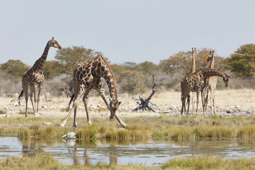 Herd of Angolan giraffes, Giraffa giraffa angolensis, standing in grassland near a watering hole,